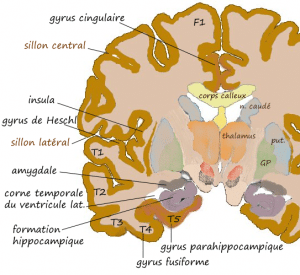 Hypnoscient - Amygdale dans le Cerveau